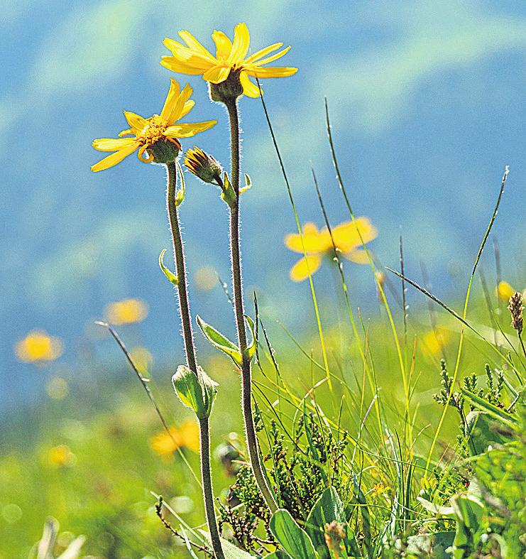 Alpenblumen und ihre besondere Bedeutung-4