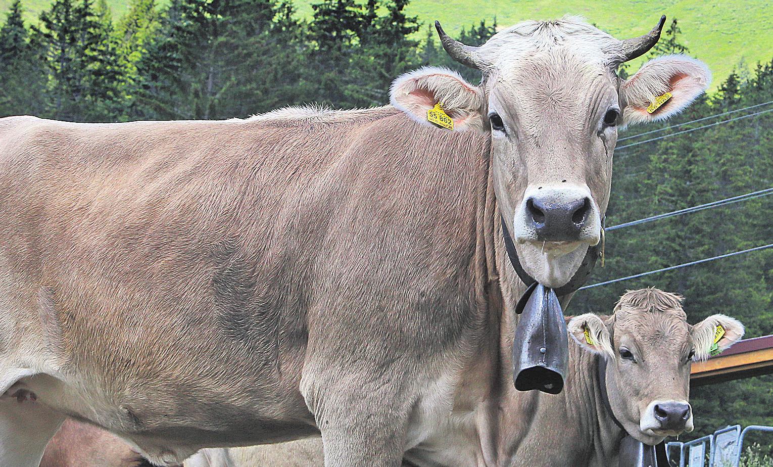 Das Braunvieh Original oder nicht? Allgäu online