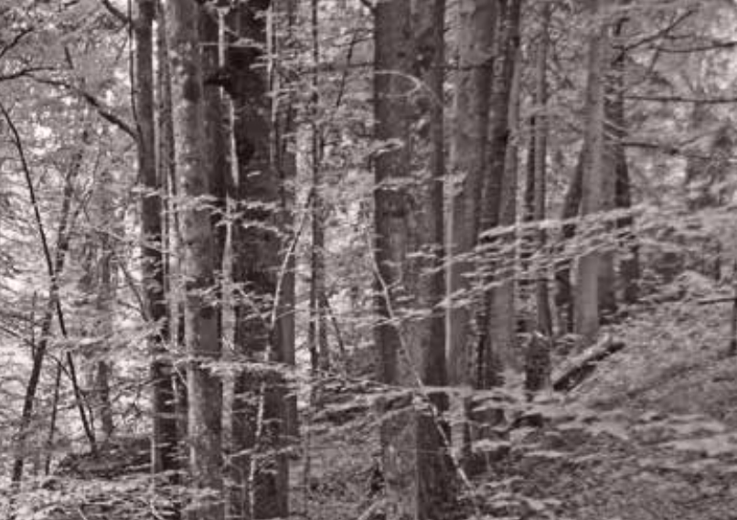 Wald bewusst wahrnehmen-2