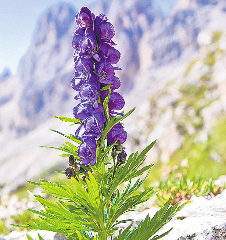 Alpenblumen und ihre besondere Bedeutung-5