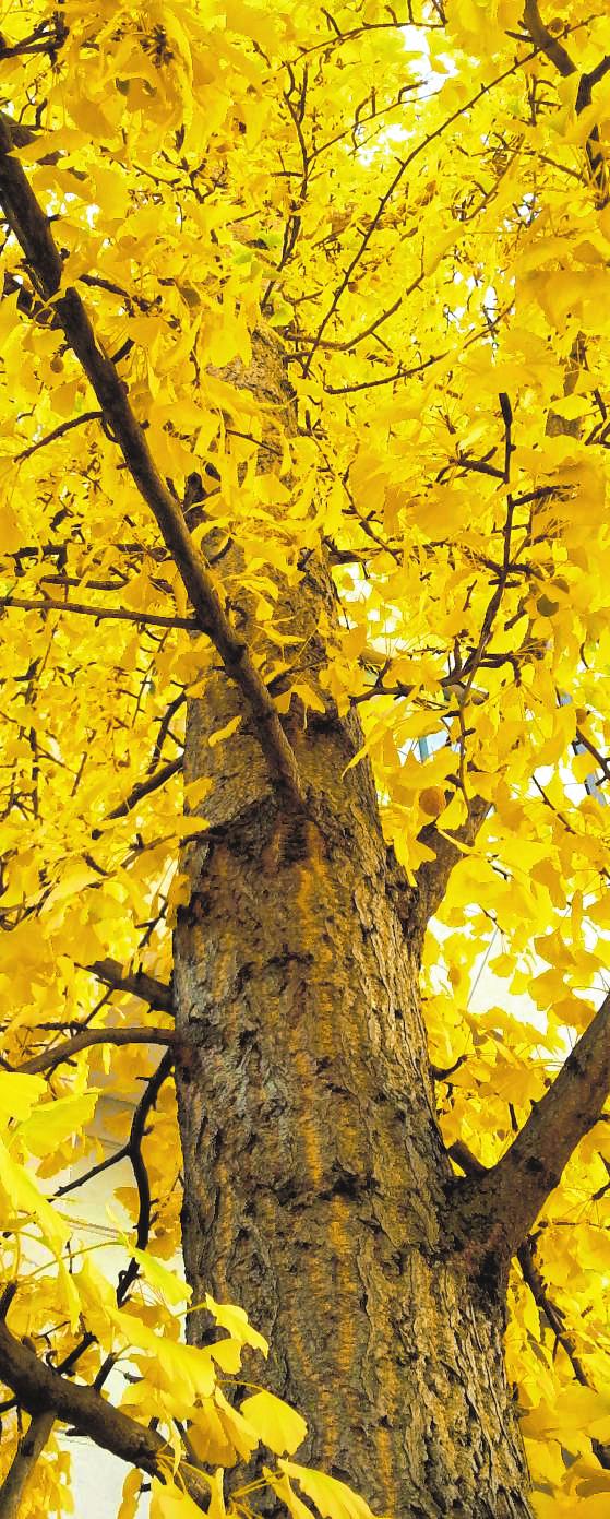 Die fächerförmigen Blätter des Ginkgo (Ginkgo biloba) präsentieren sich im Herbst in einem intensiven Gelb. BILD: BGL