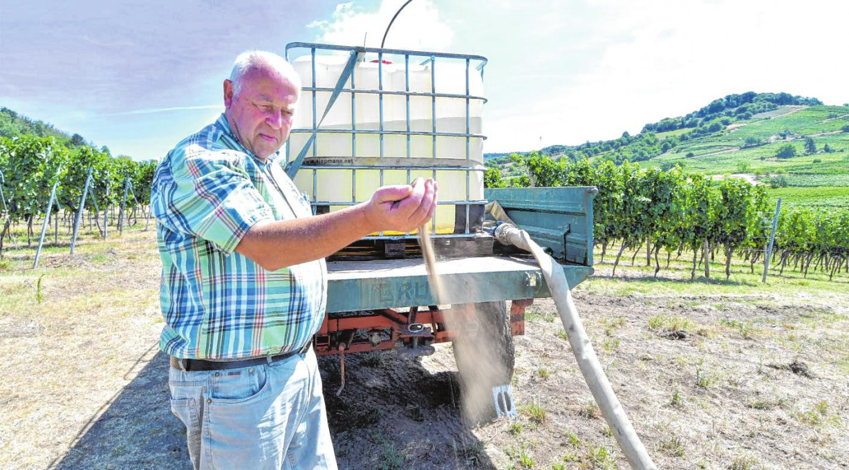 Weinbauingenieur und Rebzüchter Reinhard Antes kennt den Weinbau an der Bergstraße wie wenige andere. Im Interview spricht er über die Folgen des Klimawandels für den Weinbau. BILD: DAGMAR JÄHRLING/Ü