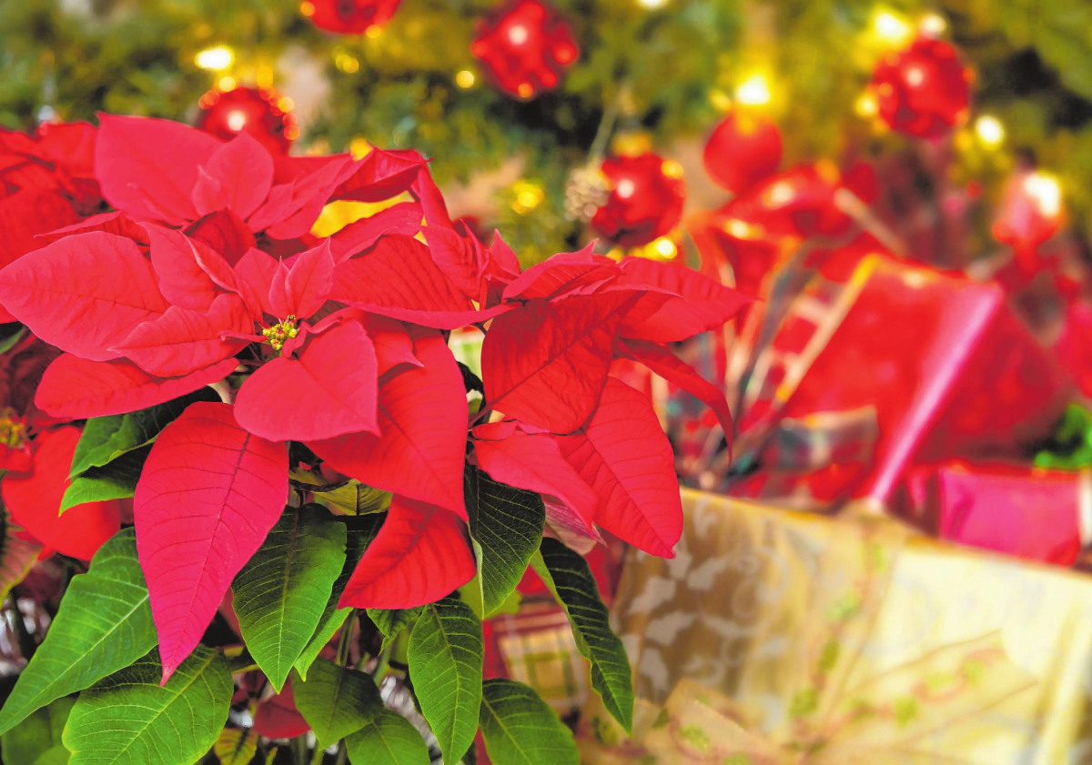 Klassischerweise leuchten die Hochblätter der Weihnachtssterne in flächigem Rot. BILD: LEEKRIS - STOCK.ADOBE.COM