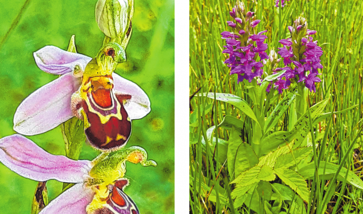 Bienenragwurz (links) und Breitblättriges Knabenkraut sind Orchideen, die auch in Lautertal wachsen BILDER: JHS