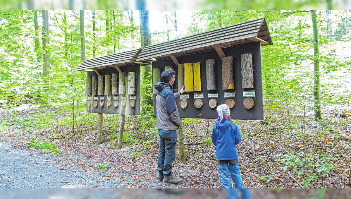 Tipps und Ideen für einen Tag im Wald: Spaß im Wald für Kinder und Enkel