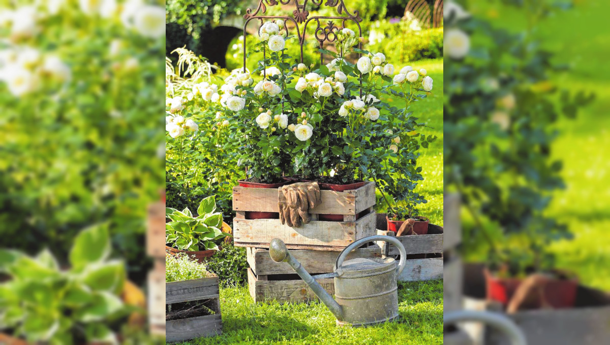 Mein erster Rosengarten