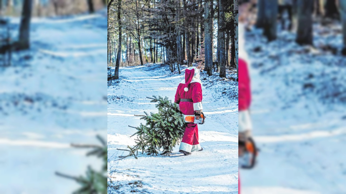 Kein Weihnachten ohne Tanne. Viele Forstämter bieten an, den Weihnachtsbaum eigenhändig zu schlagen. BILD: DJD/STIHL