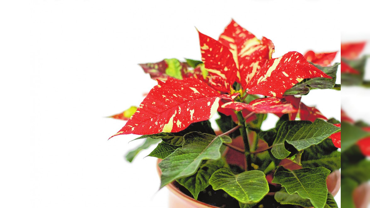 Was wäre die Weihnachtszeit ohne Weihnachtssterne? Mit ihren farbenfrohen Hochblättern sind die prachtvollen Pflanzen hierzulande in den letzten Wochen des Jahres als Raumdekoration allgegenwärtig. BILD: MANUELA - STOCK.ADOBE.COM