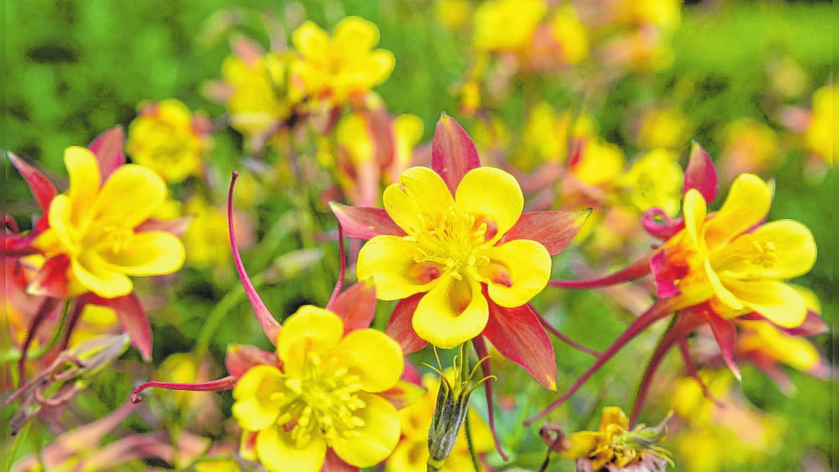 Die Hauptblütezeit der Akelei ist im Mai. Die Rocky-Mountains-Akelei (Aquilegia caerulea) zeigt dann strahlend gelbe Blüten mit dunkelrotem Akzent. BILD: picture alliance/dpa-tmn