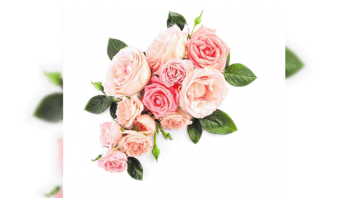Rosenträume