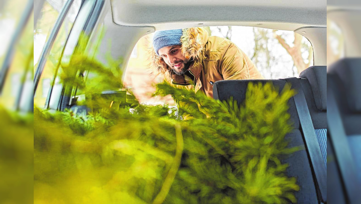 Den Baum sicher transportieren