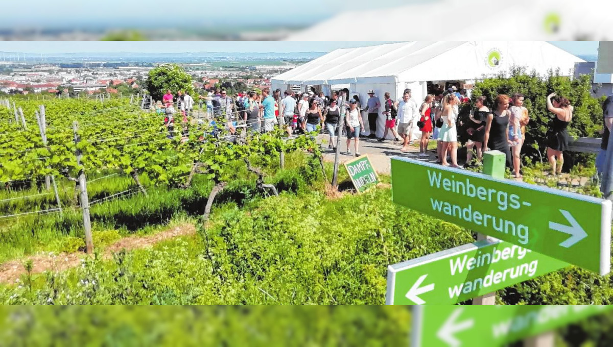 Weine, Sekt und kulinarische Köstlichkeiten gibt es auf der Weinbergswanderung Höllenpfad 2022 in Grünstadt 