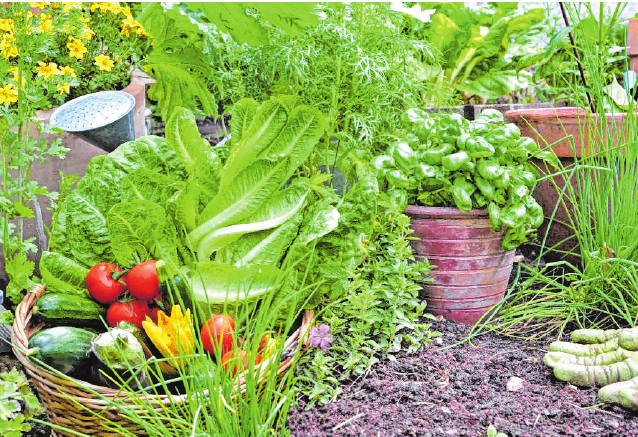 Angesagt und anstrengend: Wer sich mit Gemüse und Obst weitestgehend selbst versorgen möchte, muss viel Arbeit investieren. Bild: coco/stock.adobe.com
