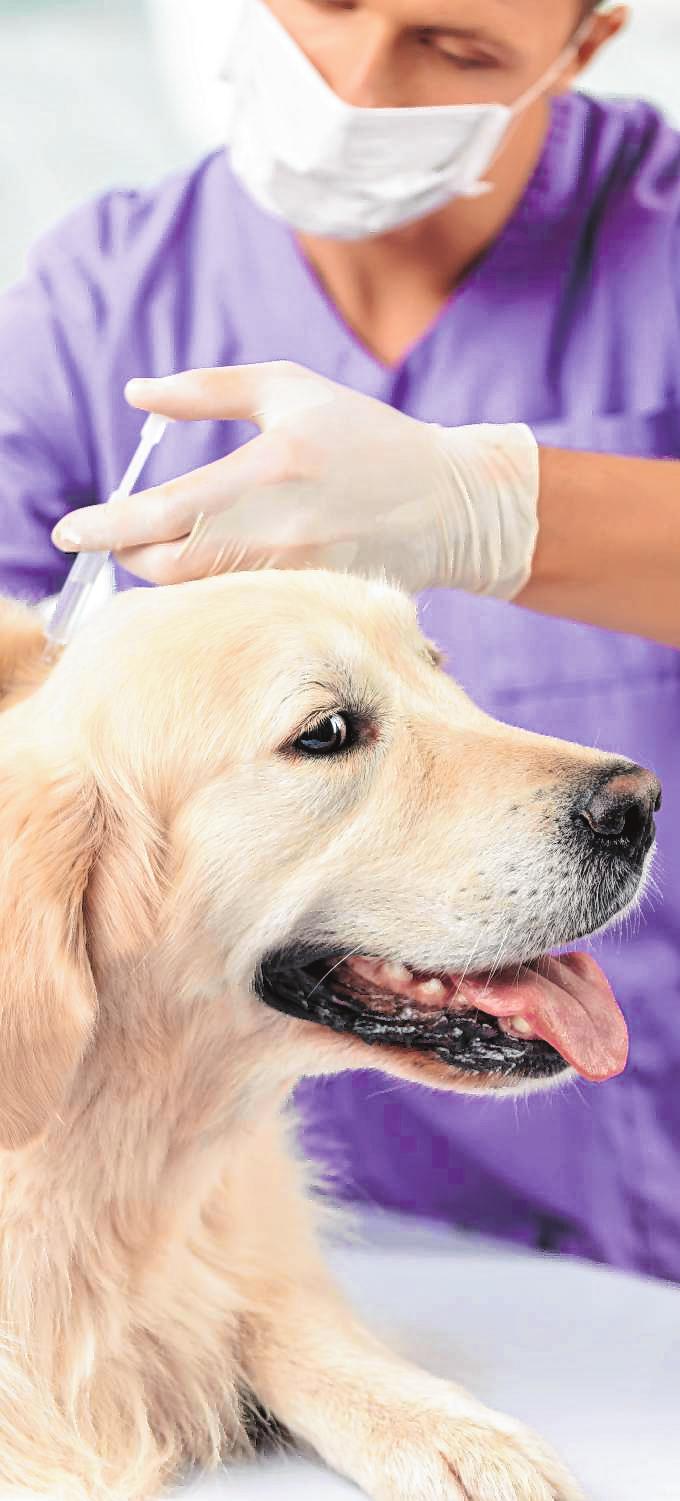 Sinnvolle Beschäftigung in der dunklen Jahreszeit: Hundetrainerin Isabella Jesberger rät zum Medical Training 