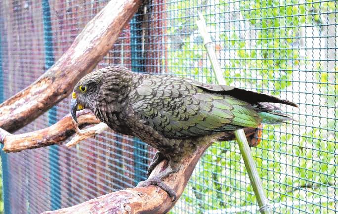 Im Vogelpark Viernheim gibt es zahlreiche Vogelarten. Hier der Kea. BILD: VOGELPARK VIERNHEIM