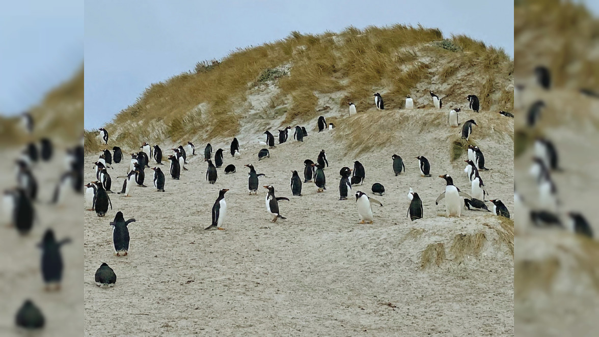 Ein kurzer Spaziergang durch die Dünen von Yorke Bay, und zu Hunderten stehen die Pinguine vor einem. BILD: DPA-TMN/BENEDIKT VON IMHOFF