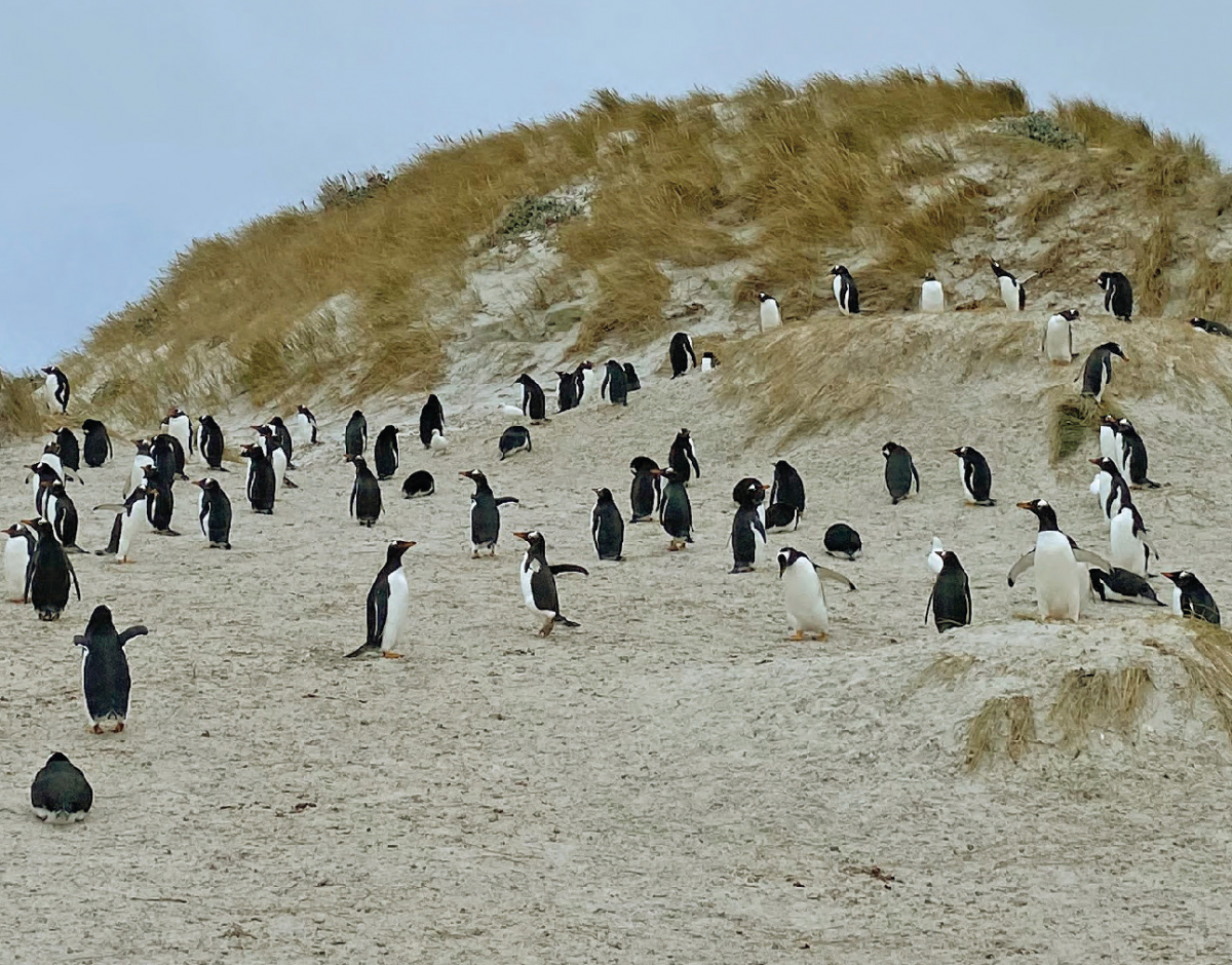 Ein kurzer Spaziergang durch die Dünen von Yorke Bay, und zu Hunderten stehen die Pinguine vor einem. BILD: DPA-TMN/BENEDIKT VON IMHOFF