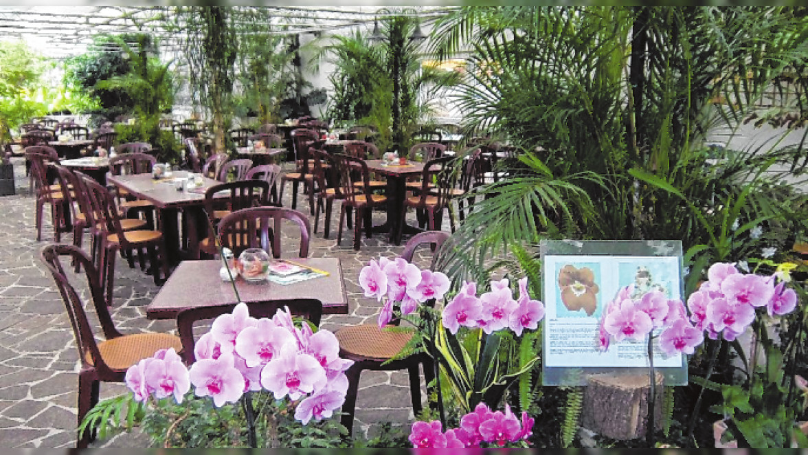 Café Orchidee in Birkenau Umgeben von Orchideen und Papageien