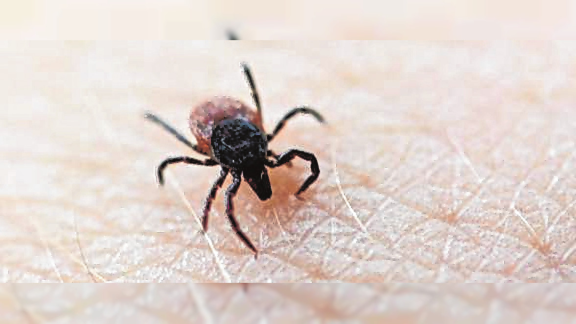 Schon im Frühjahr sind Zecken unterwegs und können Krankheiten wie Borreliose und FSME übertragen. BILD: DANIEL REINHARDT/DPA/DPA-TMN