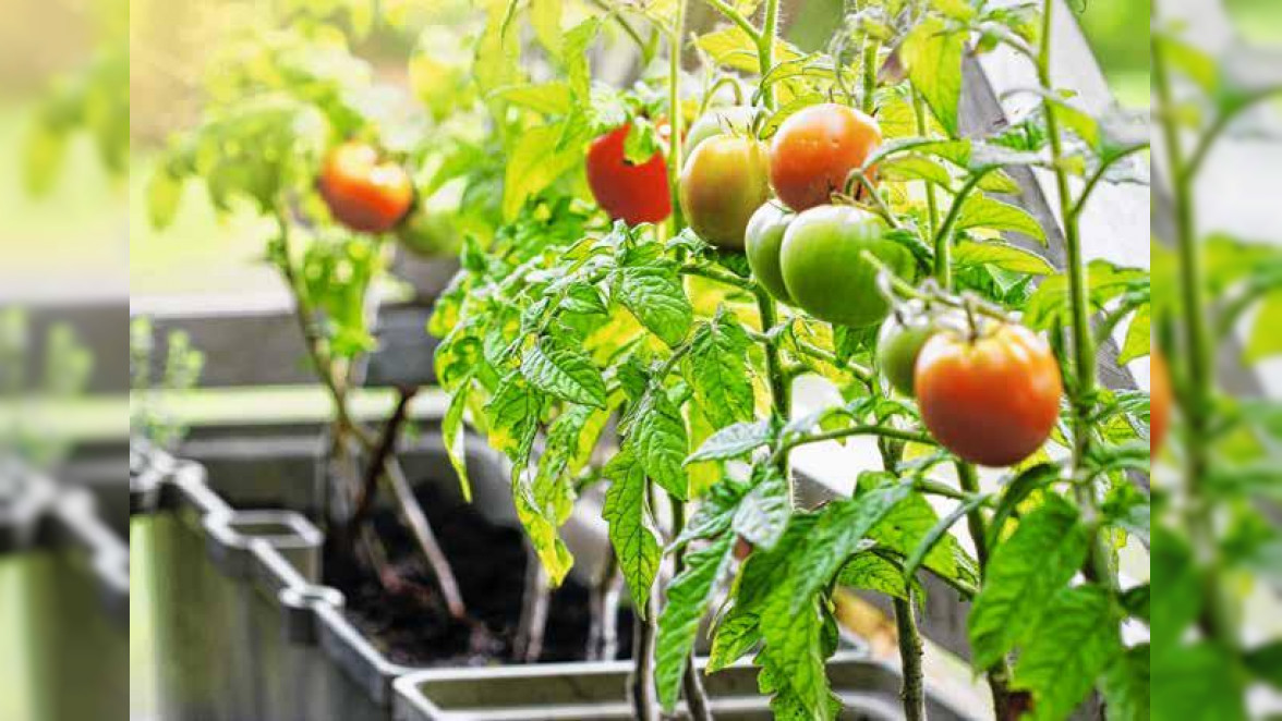 Wasser allein reicht natürlich nicht aus, damit Tomaten und Paprika viele aromatische Früchtebilden. Ab Blühbeginn sollten die Pflanzen zusätzlich einmal in der Woche Dünger erhalten. Foto: vaivirga /stock.adobe.com