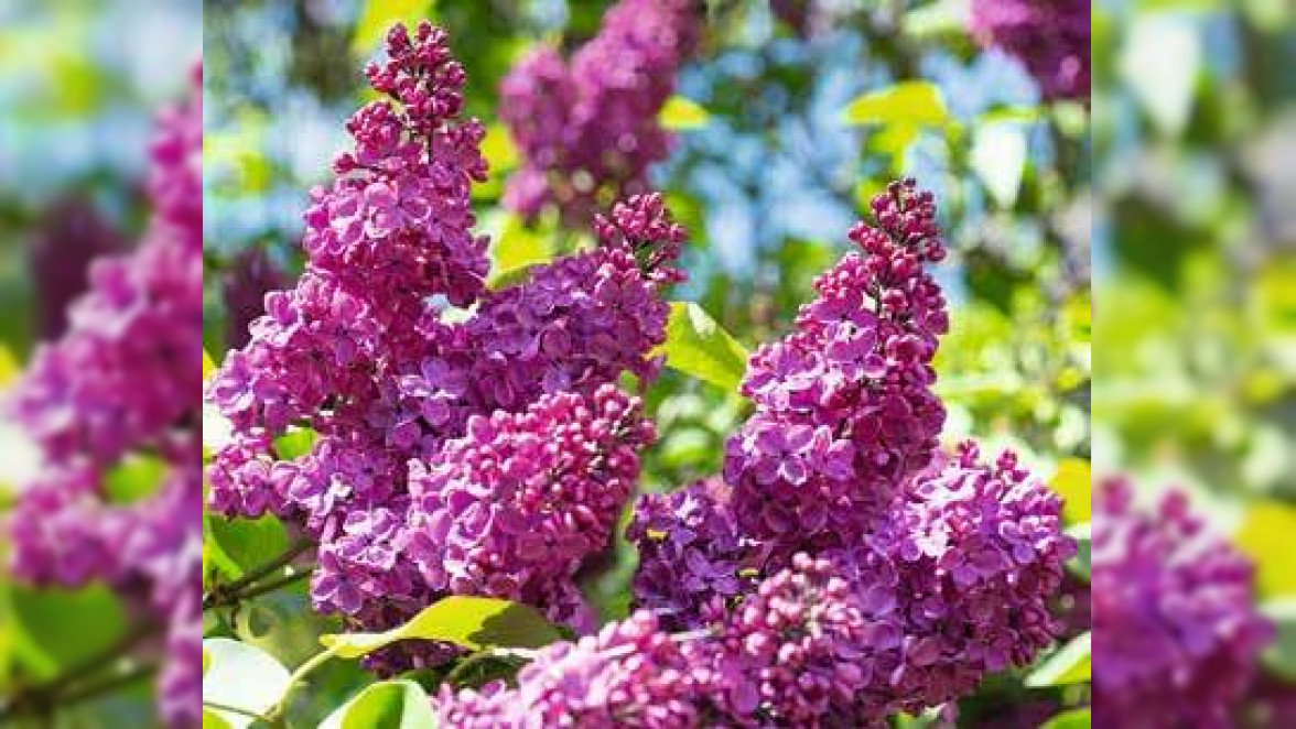 Lavendel und Rosen haben sich als Pflanzpartner gut bewährt. Neben ihrer Farbe und Blütezeit passen auch ihre ätherischen Öle wunderbar zusammen. Fotos: BGL, fluwel.de (2), CharMoment , Profotokris, ottochka, Le Do / stock.adobe.com.