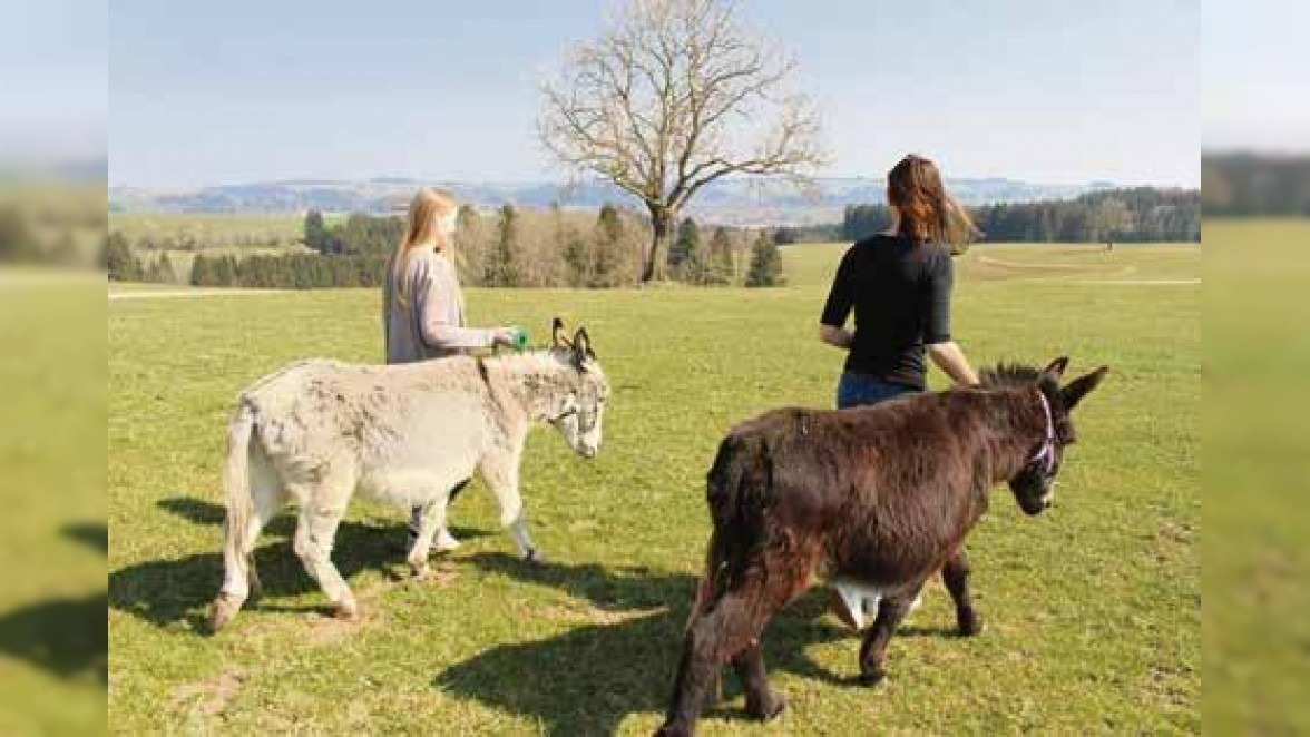 Wandern mit Eseln durch die ruhige Natur und grüne Landschaft: Die tiergestützte Therapie, die die Günztalklinik Allgäu in Obergünzburg ihren Patientinnen und Patienten anbietet, kommt gut an. Bild: Georg Schalk