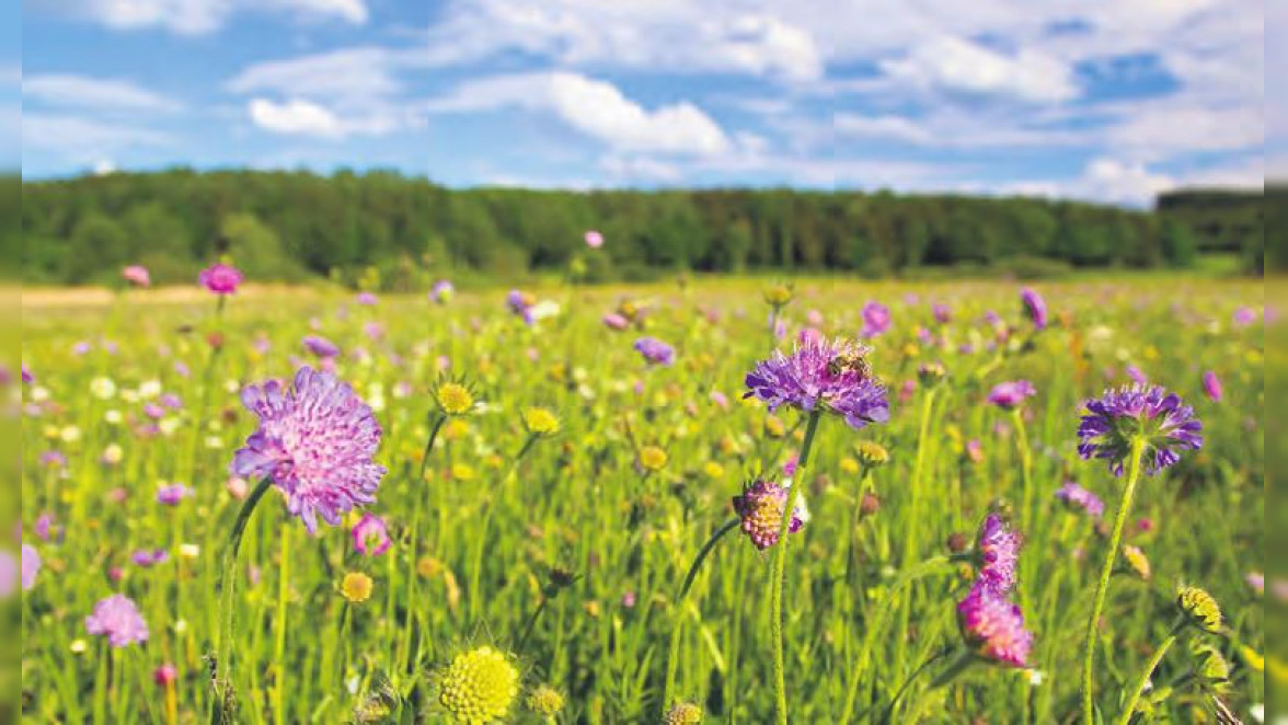 Natur pur im Unterallgäu: Artenreiche Blumenwiese bei Ottobeuren mit Bienenbesuch. Solche Orte sind heilsam und ihr Erhalt und Ausbau eine der wichtigsten Aufgaben unserer Zeit.