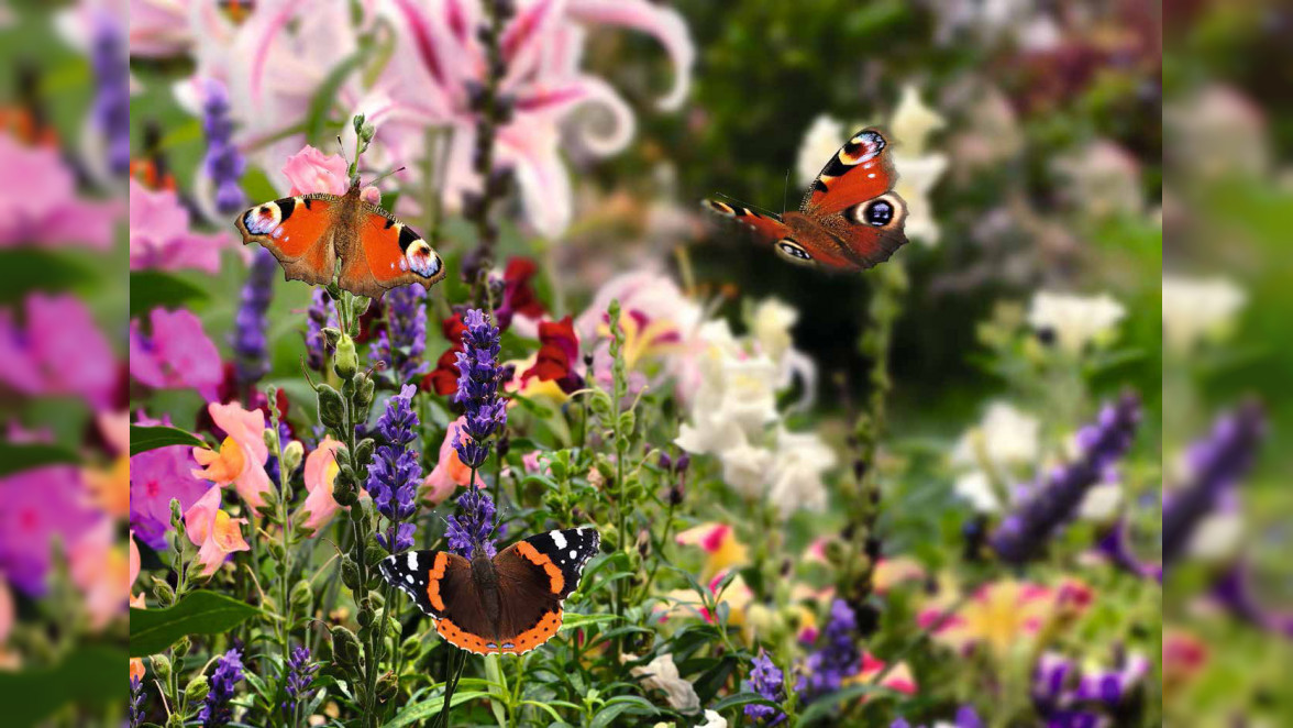 Klima- und Artenschutz können wunderschön und abwechslungsreich sein – gerade im Garten oder Balkon. Foto: © K.-U. Häßler / stock.adobe.com