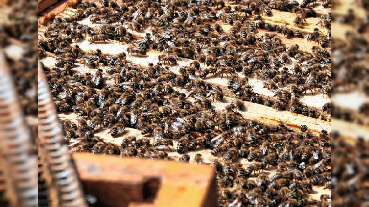 Hausbesitzer brauchen keine behördliche Genehmigung, um einen Bienenstock in ihrem Garten aufzustellen. Wildbienen kann man mit einer nektar- und pollenreichen Bepflanzung erfreuen. Foto: Deutscher Imkerbund