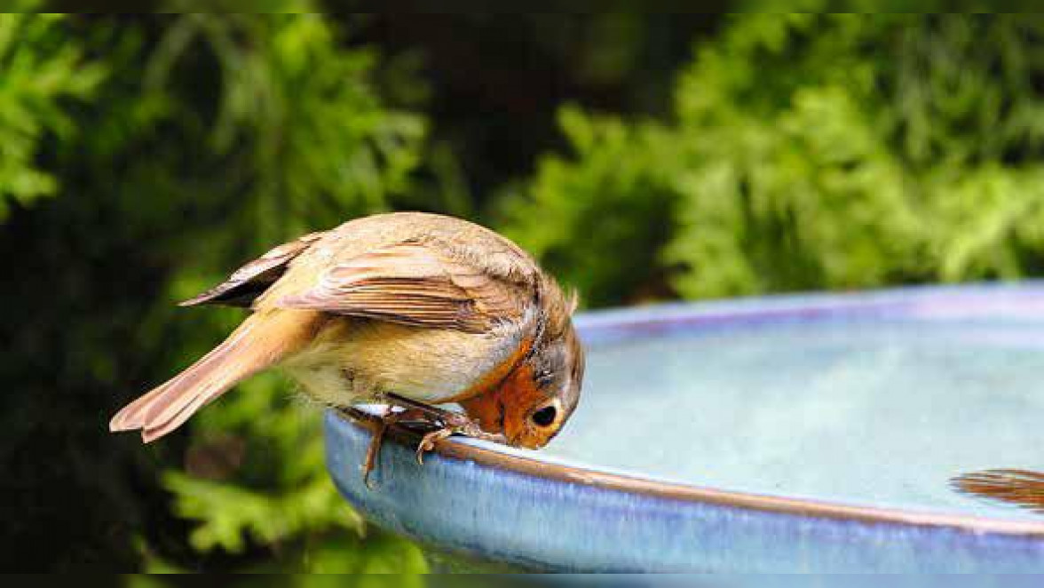 Vögel und andere Tiere freuen sich über kleine Wasserquellen im Garten. Foto: Heiner Witthake – stock.adobe.com