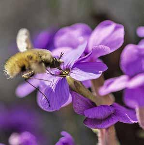 Klimaschützer und Insektenfreund-4