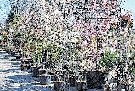 Roth Pflanzen AG Gartencenter in Kesswi: Frühlingsgenuss im Gartencenter