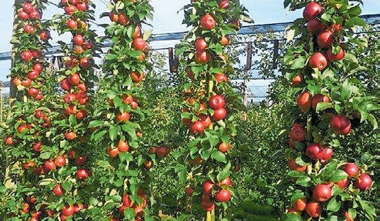 Erich Dickenmann AG in Ellighausen: Obstbäume pflanzen und Früchte geniessen