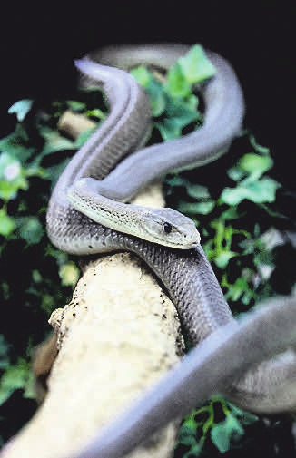 Kleiner Karibikurlaub zu Weihnachten-8