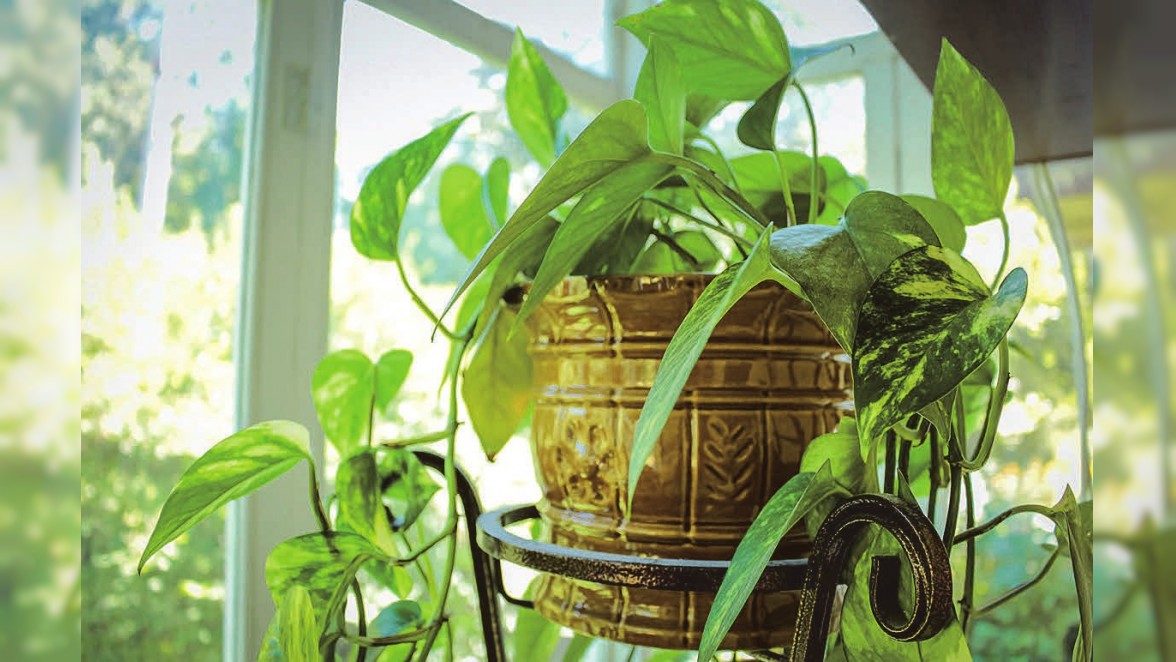 Zimmerpflanzen verbessern die Luftqualität