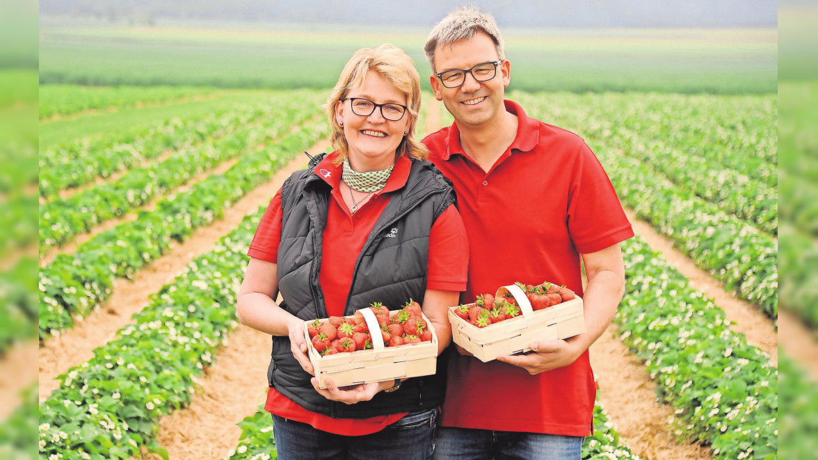Calenberger Landhof in Gestorf baut seit 1997 Erdbeeren in Top-Qualität an