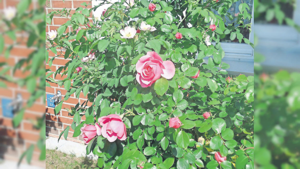 Rosen: Ihr langer Weg in unsere Gärten