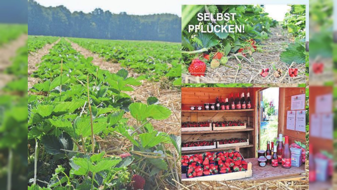 Erdbeerhof Wendenborstel lädt zu kulinarischem Ausflug ein