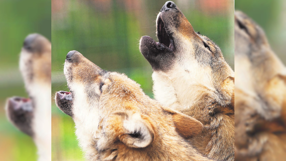 Wolfcenter Dörverden: Erlebe atemberaubende Einblicke in die Welt der Wölfe