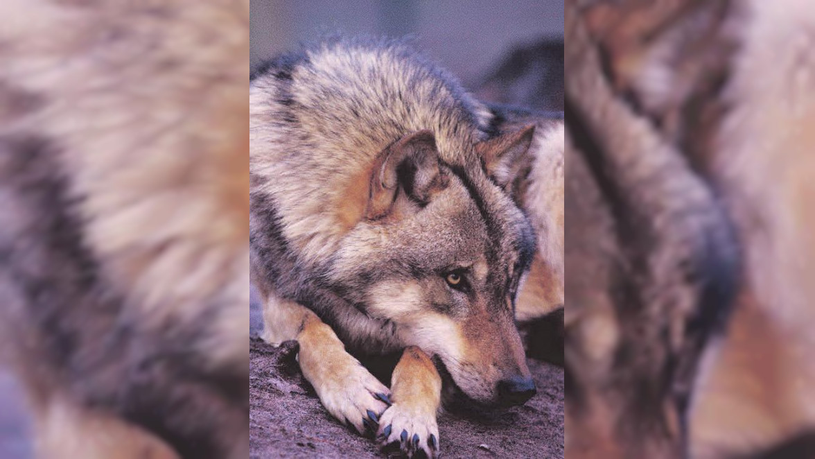 Erlebe atemberaubende Einblicke in die Welt der Wölfe﻿