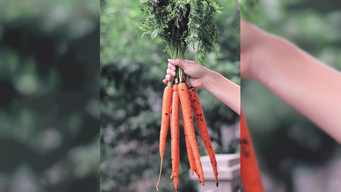 Gemüse und Obst anbauen – Tipps für Selbstversorger