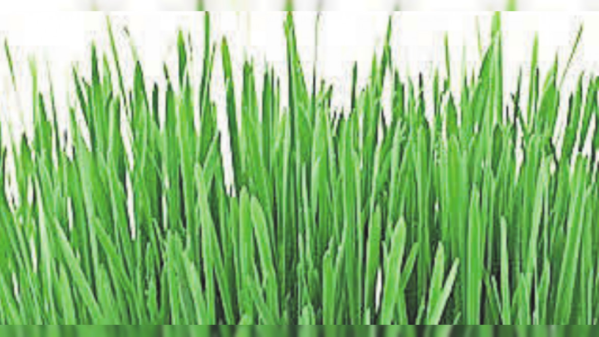 Grüner Traum: Wer auf Premiumqualität achtet, hat länger was von seinem Rasen