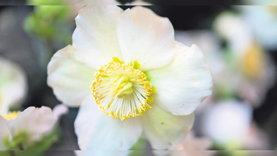 Die Schneekönigin der Blumen