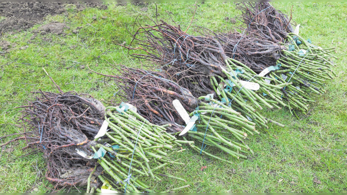 Praxistipps Nutzgarten im Oktober