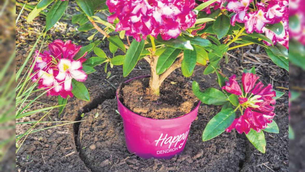 So sorgen Sie für einen guten Start Ihres neuen Rhododendrons