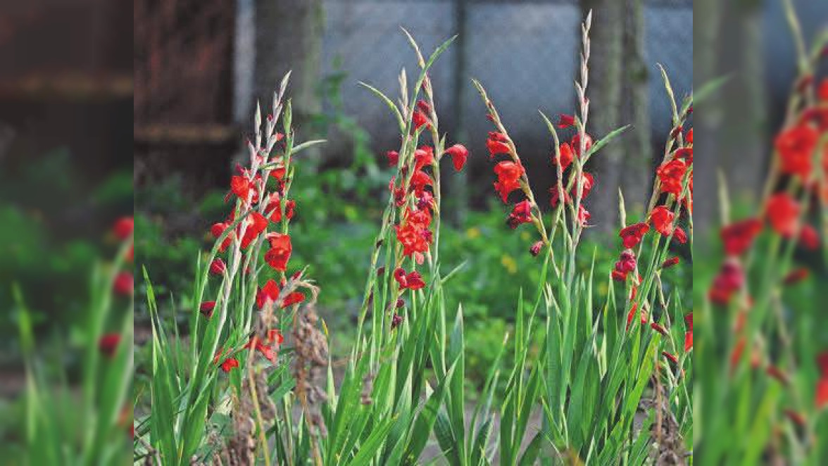Pflanztipp: Gladiolen-Knollen jedes Jahr an neuen Ort setzen