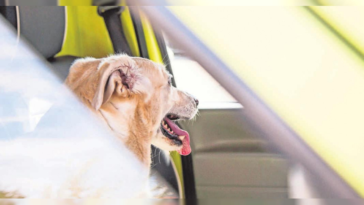Hitzefalle: Kinder und Tiere im Sommer nie im Auto lassen