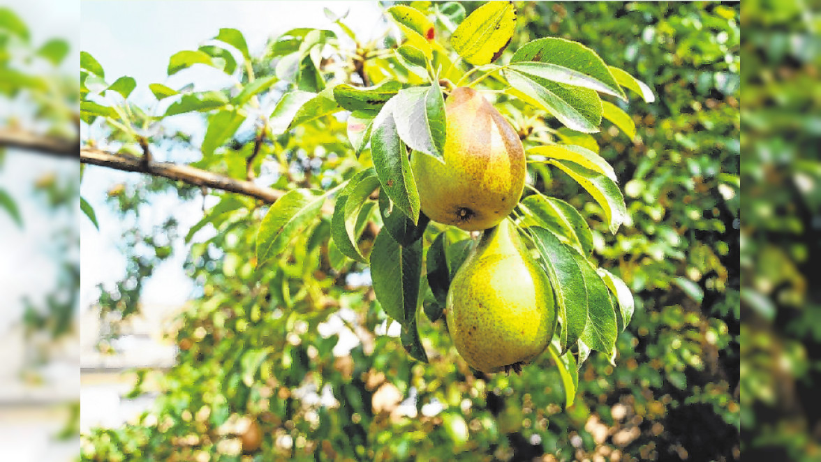 Saftige Früchte und Blickfang zugleich Ein Birnbaum im eigenen Garten