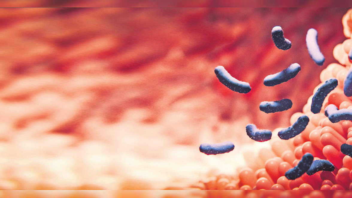 Autonomes Organ im Darm