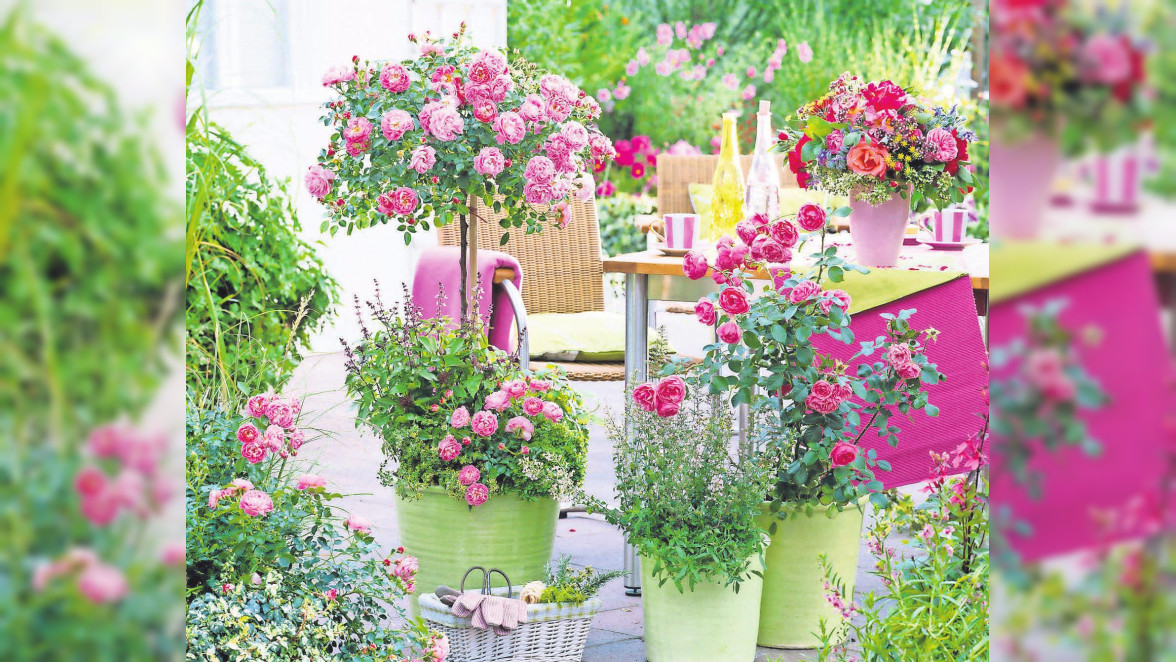 Rosen – eine prachtvolle Freude für jeden Gartenliebhaber